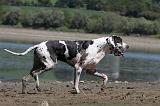 DOGUE ALLEMAND 131